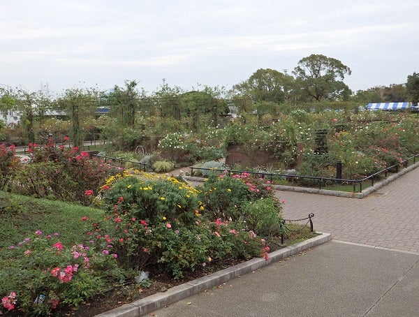 山下公園に咲く秋薔薇が19年も楽しみすぎる リビング横浜web