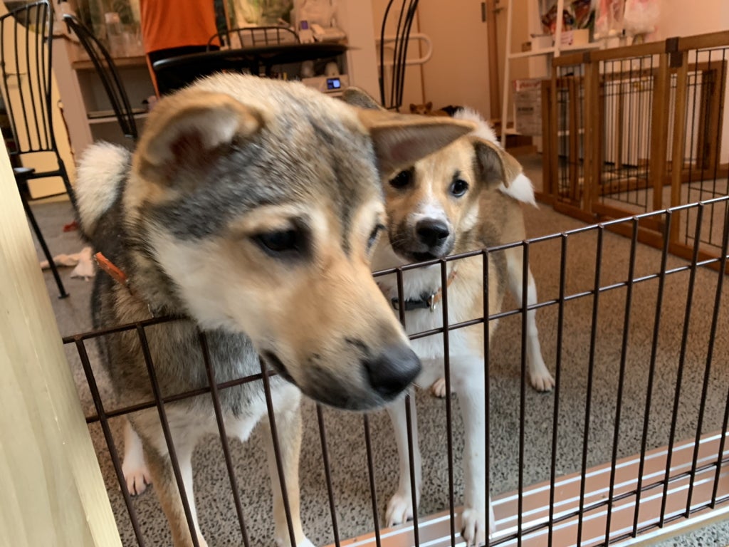 たまプラーザの憩いの場 アトリエ カフェ キズナ のドッグカフェへ リビング田園都市web たまプラーザの憩いの場 アトリエ カフェ キズナ のドッグカフェへ リビング田園都市web