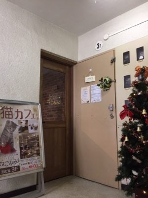 池袋 大人も子どもも集まれ Cat Cafe ねこみみ お酒も飲める猫カフェで至福の時間を リビング東京web