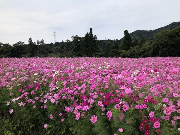 鹿屋市 ダマスクの風 で満開のコスモスに癒やされました リビングかごしまweb