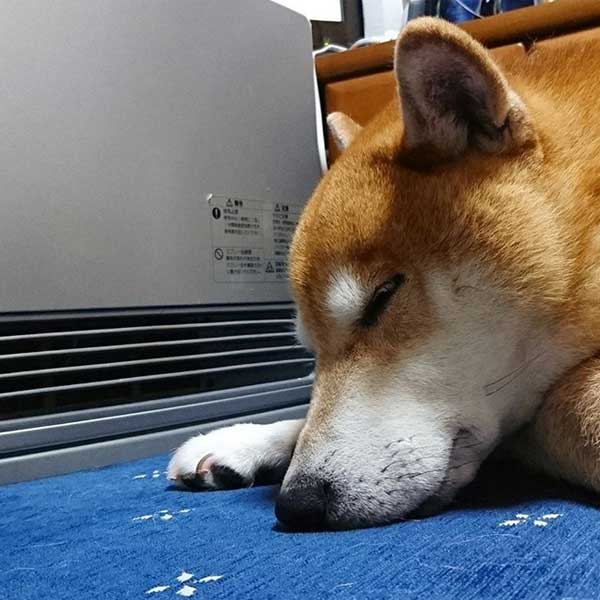 ホットドッグ生産中 今年もファンヒーター犬の登場やで リビング大阪web