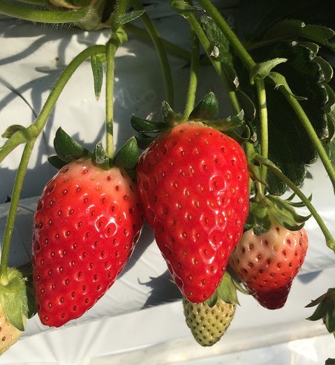 兵庫県のいちご狩りスポット9選 あきひめ 紅ほっぺ さちのかなどを味わえる 23年版 特集 リビング兵庫web
