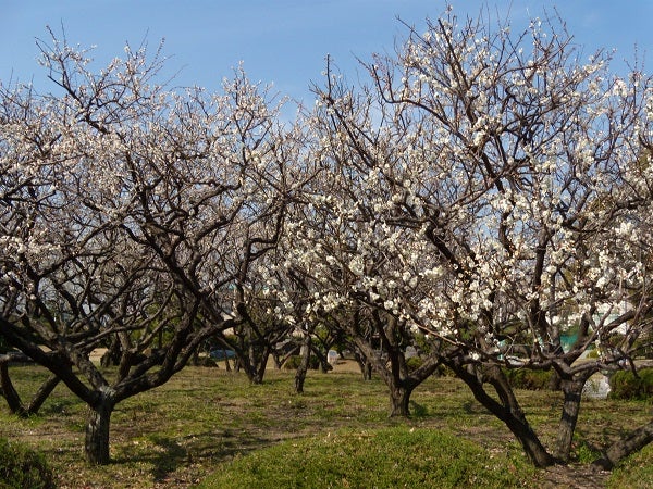 北摂 22年吹田 豊中 池田 茨木 高槻の観梅スポットを紹介 リビング北摂web