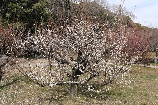 北摂 22年吹田 豊中 池田 茨木 高槻の観梅スポットを紹介 リビング北摂web