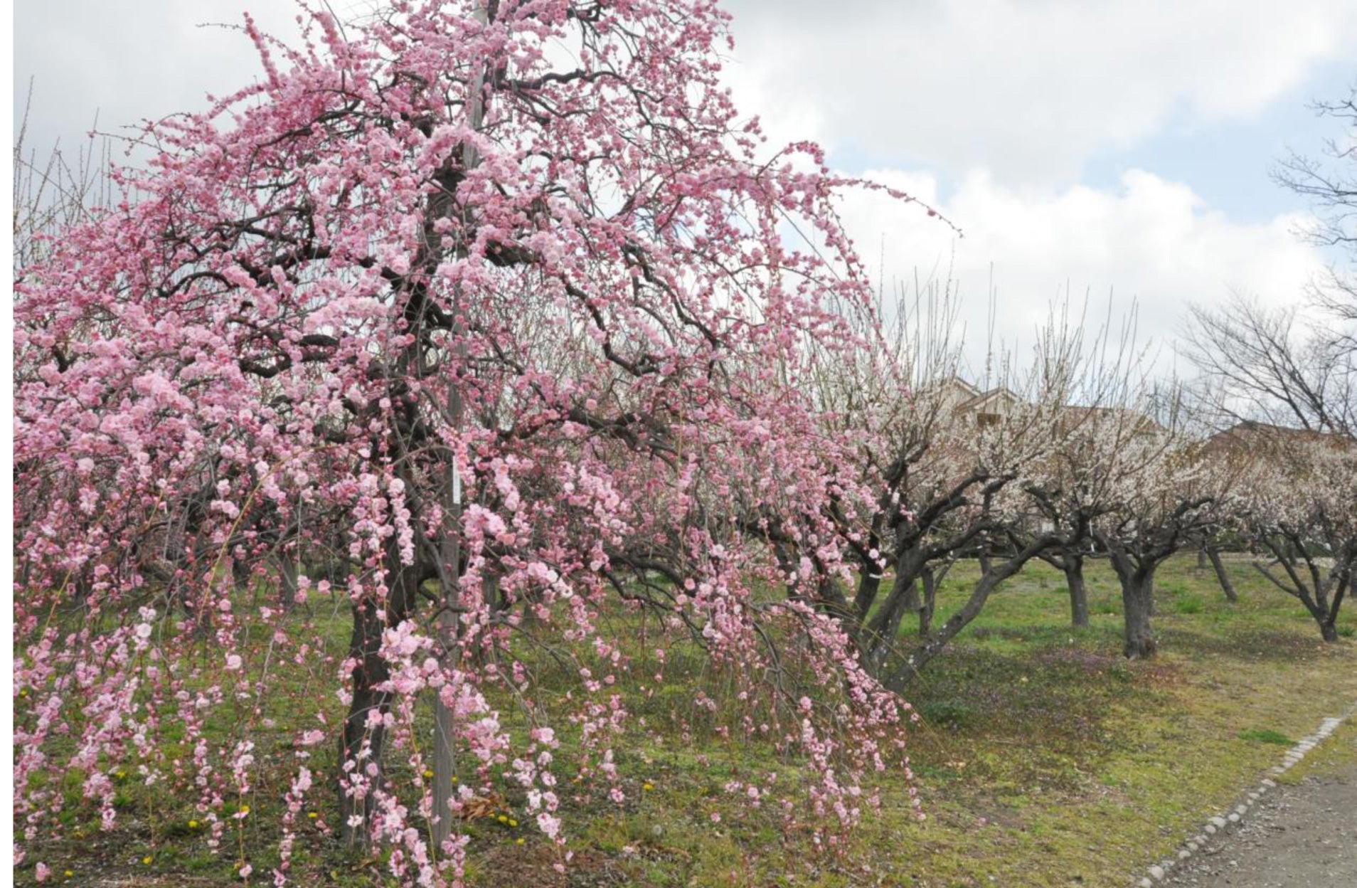 北摂 22年吹田 豊中 池田 茨木 高槻の観梅スポットを紹介 リビング北摂web