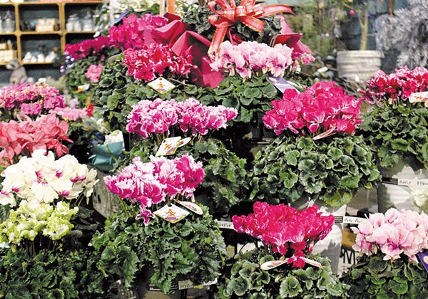 ガーデン ガーデン初売りは元日10 00 見える福袋 福箱 先着プレゼントも リビング仙台web