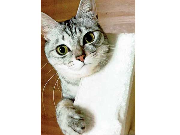 もうすぐ 猫の日 愛媛の気になるネコたちを紹介 その5 リビングえひめweb