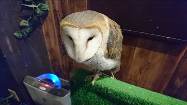 ふくろう以外の動物ともふれあえる ふうろうカフェｒｉｃｋｙ リッキー 仙台店 仙台市青葉区 リビング仙台web