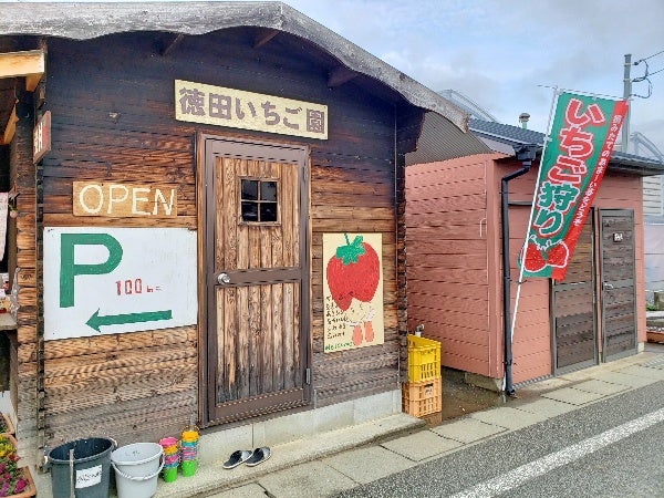 大洲icから車で5分 時間制限なし のんびりいちご狩り 徳田いちご園 リビングえひめweb