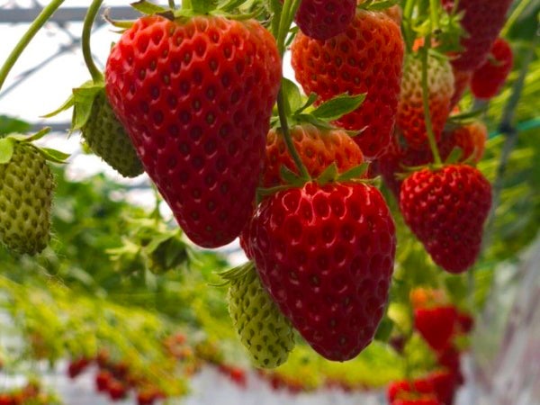 大洲icから車で5分 時間制限なし のんびりいちご狩り 徳田いちご園 リビングえひめweb