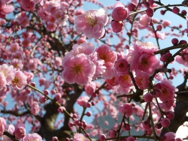 北摂 22年吹田 豊中 池田 茨木 高槻の観梅スポットを紹介 リビング北摂web