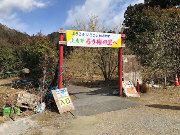 鹿沼市】春を先取り！ 甘い香りただよう「上永野 蝋梅（ろうばい）の里