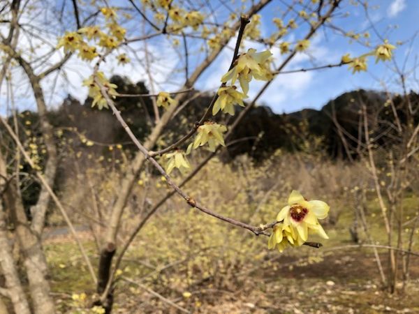 鹿沼市】春を先取り！ 甘い香りただよう「上永野 蝋梅（ろうばい）の里