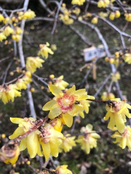 鹿沼市】春を先取り！ 甘い香りただよう「上永野 蝋梅（ろうばい）の里