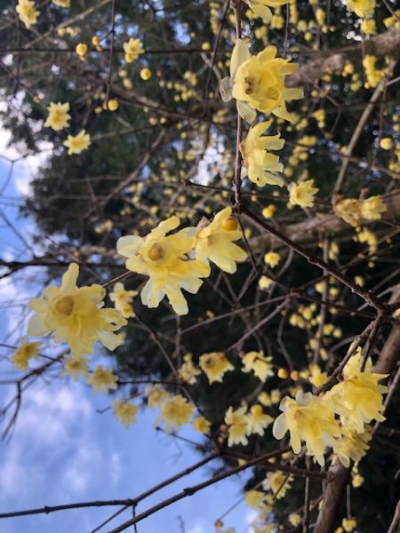 鹿沼市】春を先取り！ 甘い香りただよう「上永野 蝋梅（ろうばい）の里