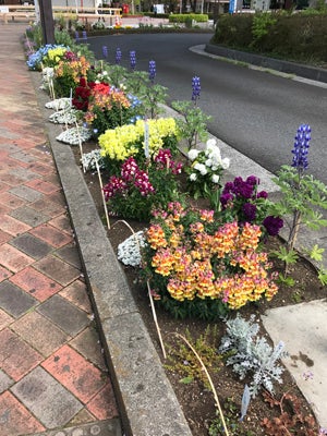 駅前花壇の春の花々に癒されて 玉川上水 多摩ブロガーズ リビング多摩web