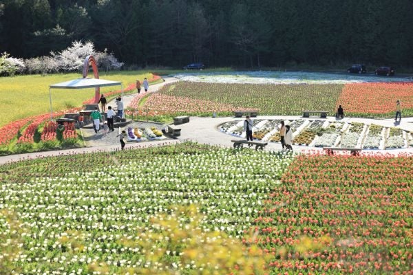 春はチューリップ 秋はコスモスが咲き乱れるフラワースポット リビングえひめweb