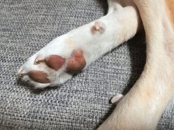 宇都宮 超怖がり犬も安心してお願いできる ドッグサロンはあと リビング栃木web