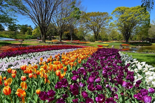 立川 昭島 国営昭和記念公園をエア散歩 公式サイトで開花情報更新中 リビング多摩web