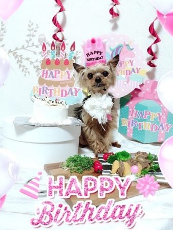 セリア 0円で完成 愛犬バースデーフォトスポット 飾り リビング大阪web