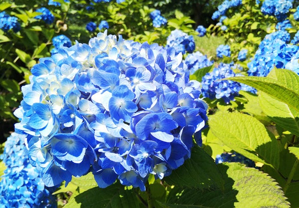 那須塩原市 穴場の紫陽花スポット 東那須野公園 でリフレッシュ リビング栃木web