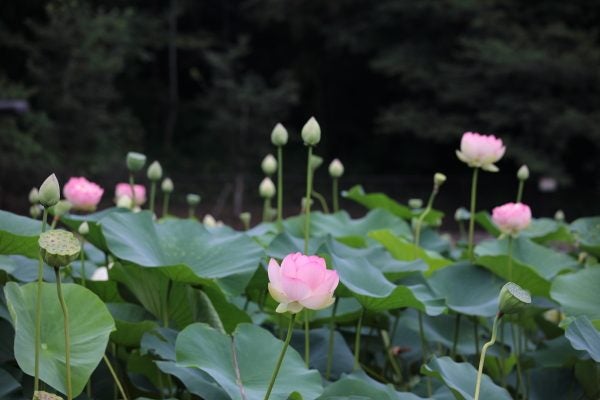 ハスが咲き始めました 山田富士公園 Madame mのcamera リビング田園都市web ハスが咲き始めました 山田富士公園 Madame mのcamera リビング田園都市web