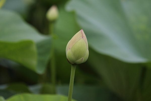 ハスが咲き始めました 山田富士公園 Madame mのcamera リビング田園都市web ハスが咲き始めました 山田富士公園 Madame mのcamera リビング田園都市web