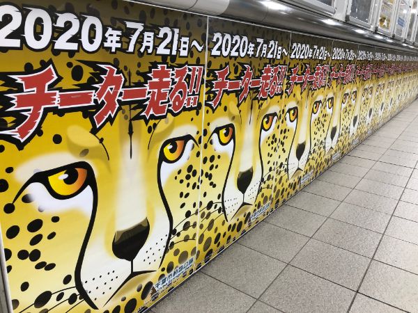 年7月21日 チーター走る 新展示場オープン 千葉市動物公園 リビング千葉web