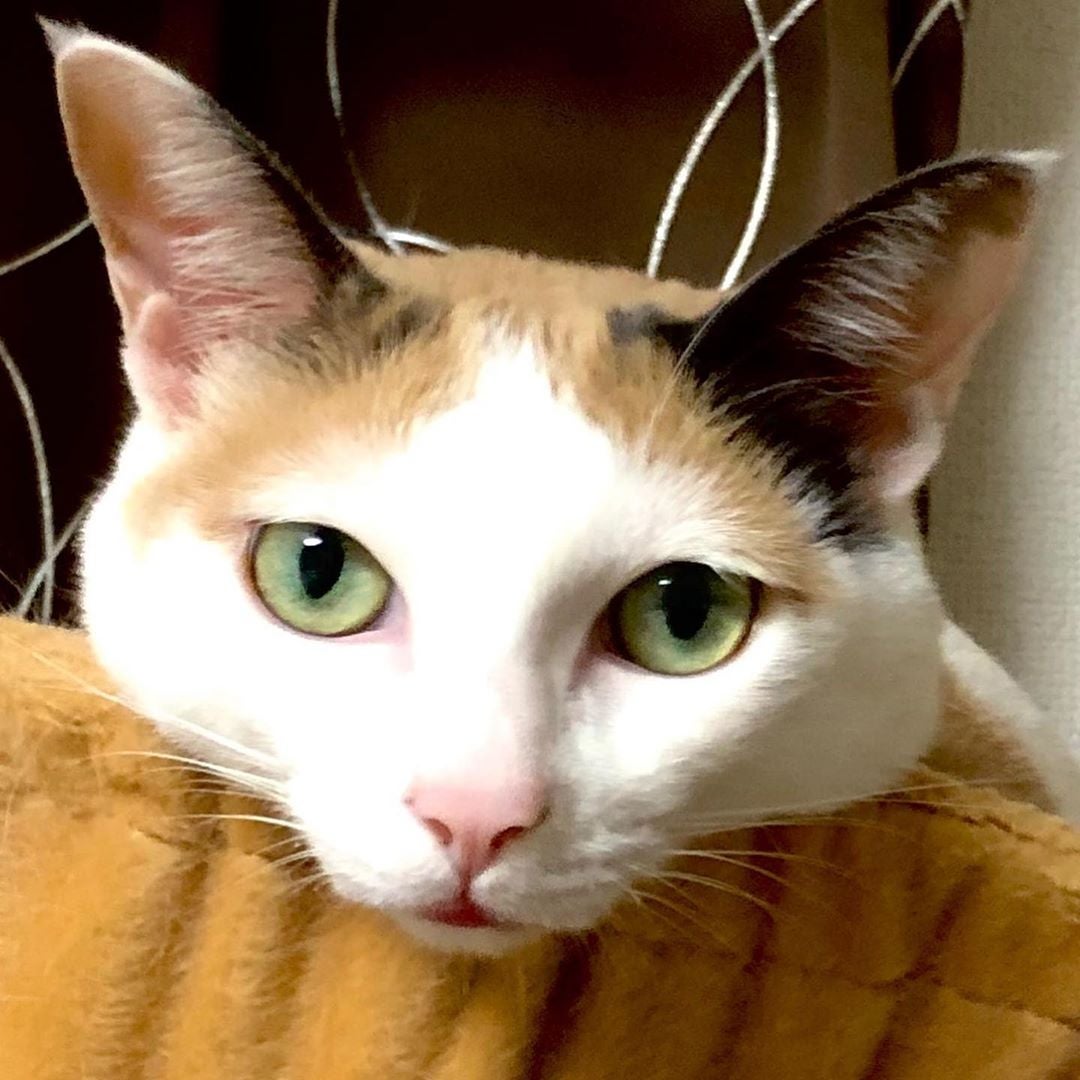 猫のあごのせ リビング大阪web