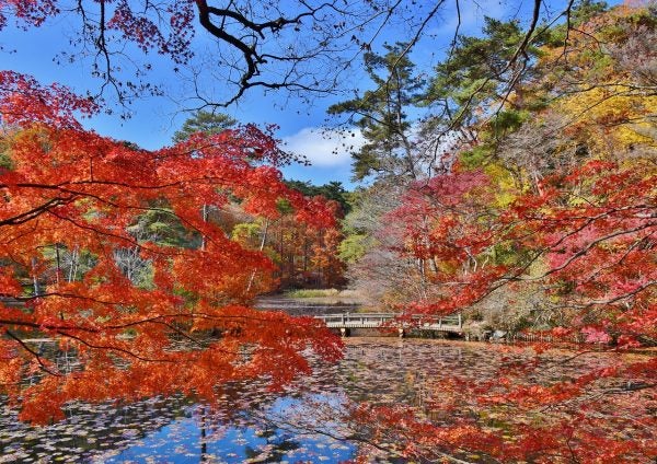 年秋 いよいよ見ごろ 神戸 阪神間の紅葉スポット5 リビング兵庫web