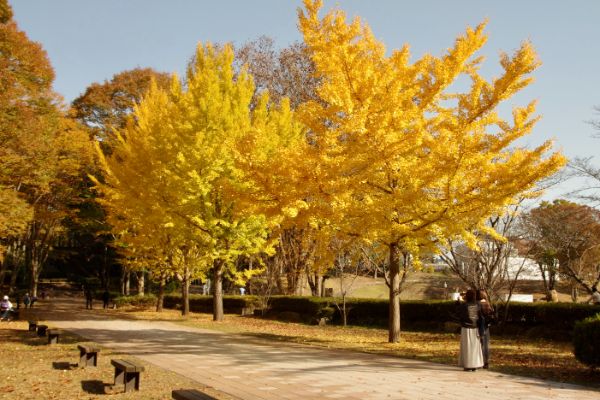 真岡市】紅葉さんぽとバードウォッチング「井頭公園」 | リビング栃木Web