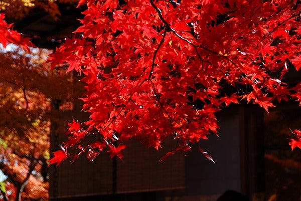 箱根】秋色の箱根路へ・読者特典付きGO TOトラベル利用可の宿泊プラン