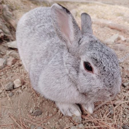 那須町 もふもふかわいいうさぎさんとお散歩できちゃう 南ヶ丘牧場 リビング栃木web