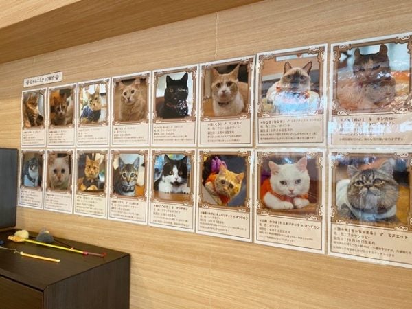 石神井公園 猫カフェもふにゃんで癒されに リビング東京web