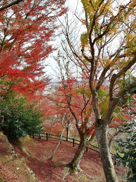 三次市 紅葉落ちても楽しめた 尾関山 おぜきやま 公園 リビング広島web