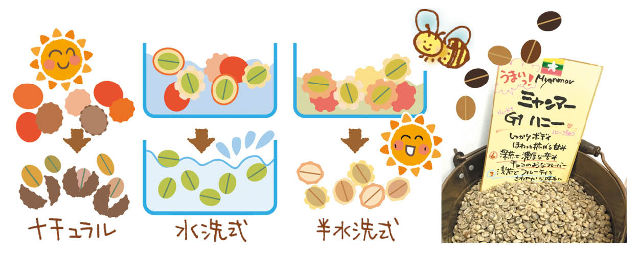 果実からコーヒー豆になるまで 特集 リビング岡山web