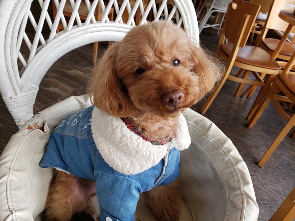 オーダー受付パネル♡タータンわんこ オーダー受付パネル♡タータンわんこ ☆な〜ちん☆ on X