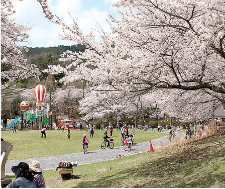 【原画・送料無料】春　迎春　お部屋でお花見気分　「桜」原画縦約40㎝×横約40㎝ 原画・送料無料】春 迎春 お部屋でお花見気分 「桜」原画縦約40㎝