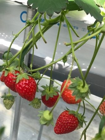 福島市 あま い 四季の里でいちご狩りを体験してきました リビングふくしまweb