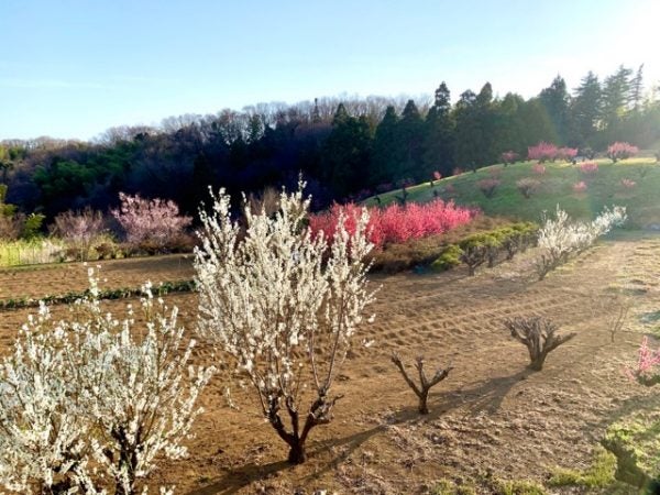たまプラーザ 桃の花が綺麗です 花桃の丘 リビング田園都市web