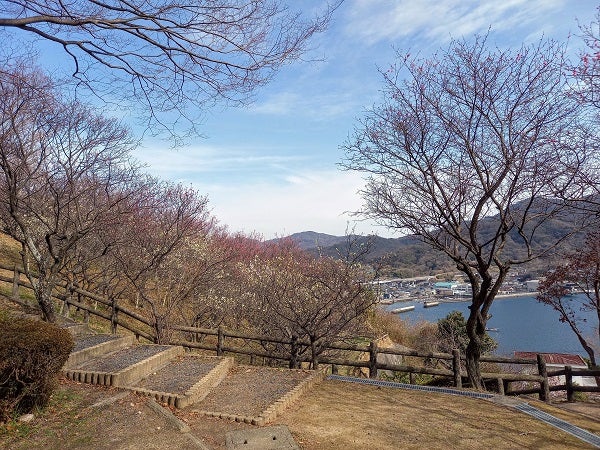 広島県安芸郡坂町 梅も桜も花盛りの横浜公園 リビング広島web