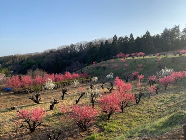 たまプラーザ 桃の花が綺麗です 花桃の丘 リビング田園都市web