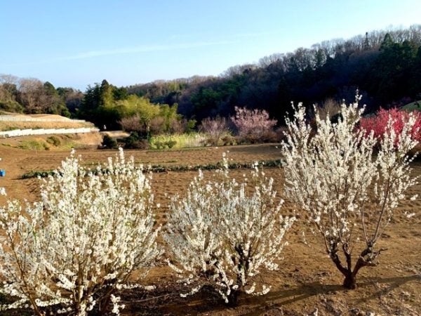 たまプラーザ 桃の花が綺麗です 花桃の丘 リビング田園都市web