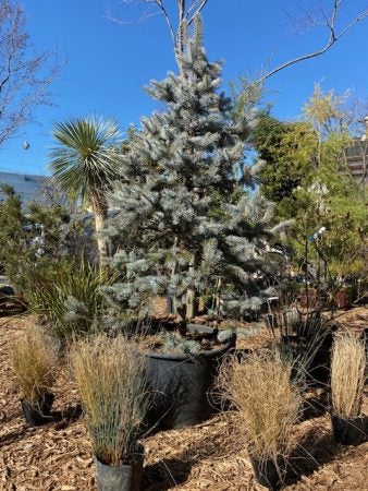 厳選した植物を取りそろえて新たな売場をオープン 毎年好評 田んぼの中の植木市 もスタート リビング田園都市web