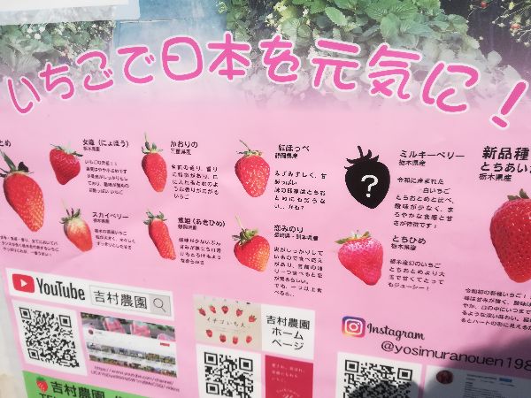 益子 とちあいかもスカイベリーも食べ比べ 吉村農園でいちご狩り リビング栃木web