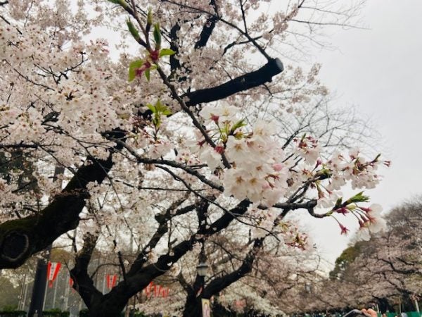 桜と御朱印巡り♪春本番の上野恩賜公園を一人散歩してみた | リビング