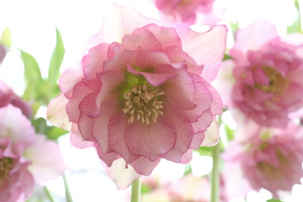 クリスマスローズの「ヒ・ミ・ツ」⁈｜Madame MのCamera | リビング