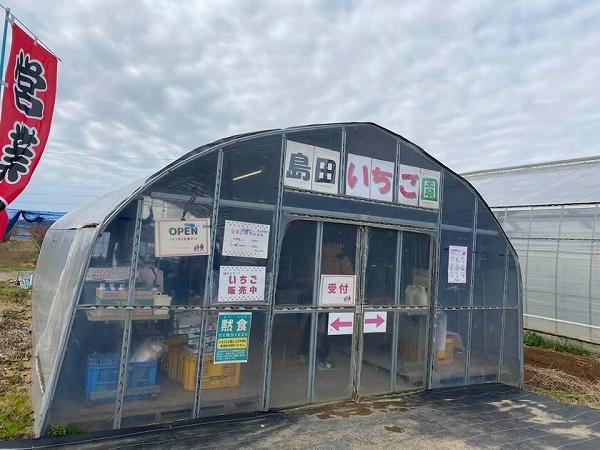 道の駅やちよで桜狩りといちご狩り 島田いちご園 八千代市 リビング千葉web