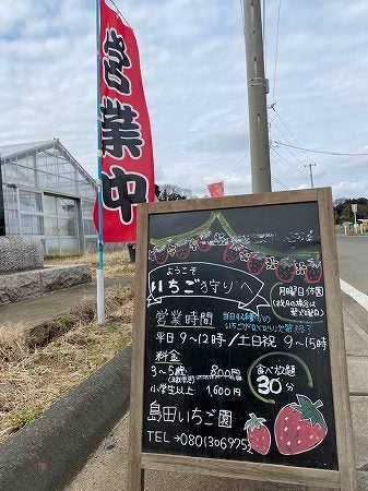 道の駅やちよで桜狩りといちご狩り 島田いちご園 八千代市 リビング千葉web