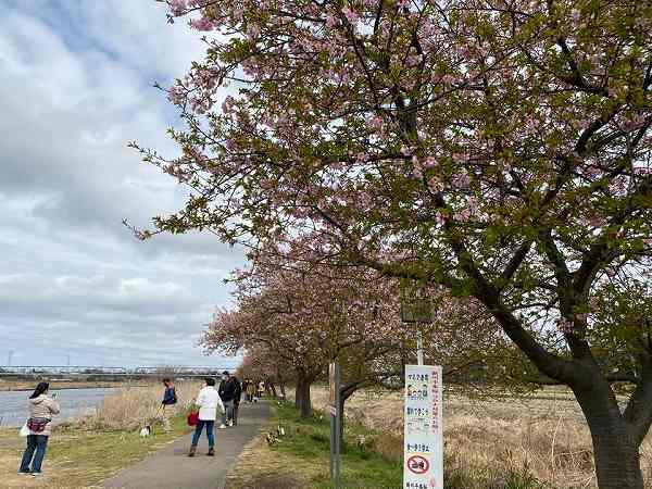 道の駅やちよで桜狩りといちご狩り 島田いちご園 八千代市 リビング千葉web